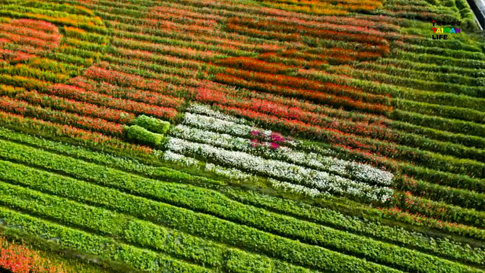 高雄美濃旅遊推薦｜GO兔美濃賞花趣 六大花區 裝置藝術 老街巡禮 幸福花海美拍 春節口袋名單