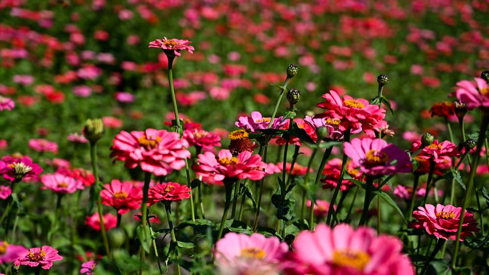 高雄美濃旅遊推薦｜GO兔美濃賞花趣 六大花區 裝置藝術 老街巡禮 幸福花海美拍 春節口袋名單