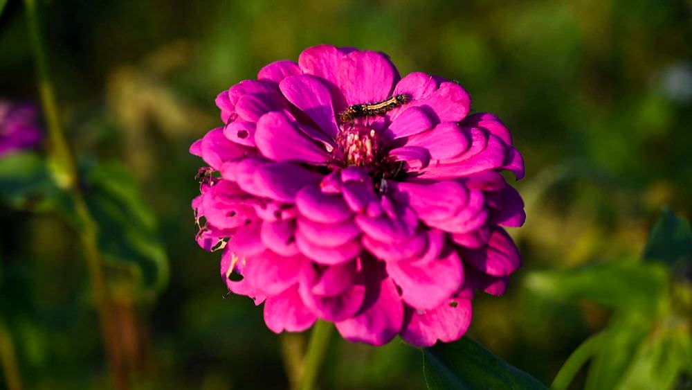 高雄美濃旅遊推薦｜GO兔美濃賞花趣 六大花區 裝置藝術 老街巡禮 幸福花海美拍 春節口袋名單