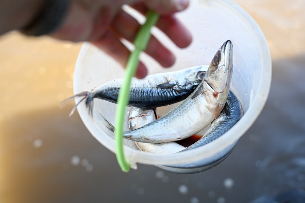 多元東遊記(二)｜龍膽石斑魚的故鄉 新龍社區餵食體驗 海鮮龍膽石斑湯飯 手撒網&石斑魚丸DIY