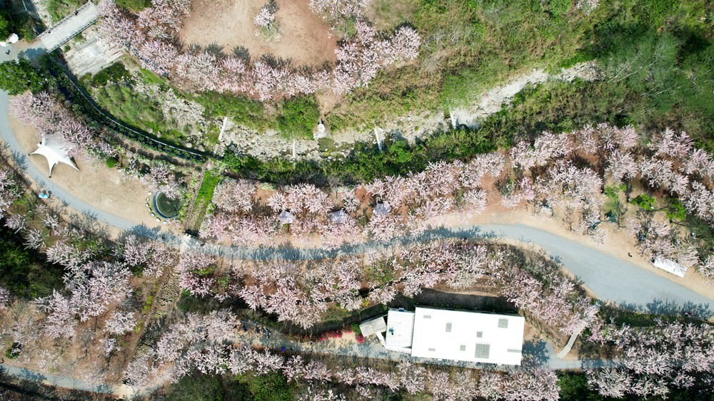 美濃蝶舞澗花旗木盛開 桃紅陣雨樹美炸 翠綠山谷中的世外桃源 抓住春天的尾巴