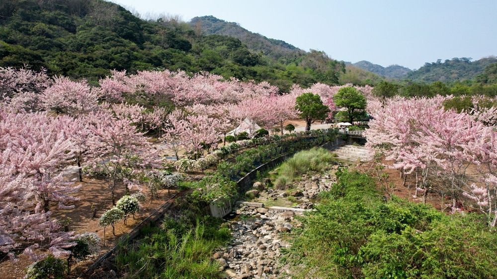 美濃蝶舞澗花旗木盛開 桃紅陣雨樹美炸 翠綠山谷中的世外桃源 抓住春天的尾巴
