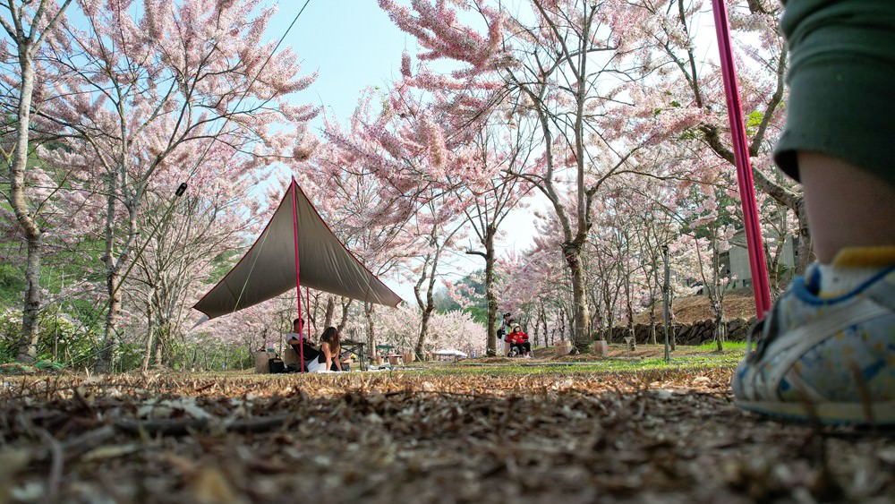 美濃蝶舞澗花旗木盛開 桃紅陣雨樹美炸 翠綠山谷中的世外桃源 抓住春天的尾巴