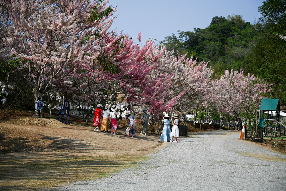 美濃蝶舞澗花旗木盛開 桃紅陣雨樹美炸 翠綠山谷中的世外桃源 抓住春天的尾巴