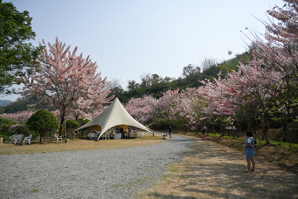 美濃蝶舞澗花旗木盛開 桃紅陣雨樹美炸 翠綠山谷中的世外桃源 抓住春天的尾巴