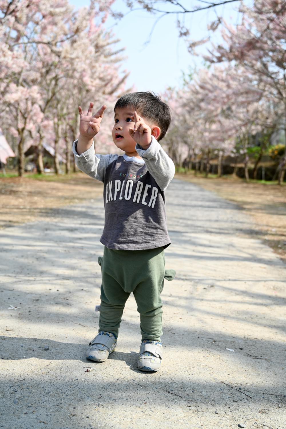 美濃蝶舞澗花旗木盛開 桃紅陣雨樹美炸 翠綠山谷中的世外桃源 抓住春天的尾巴