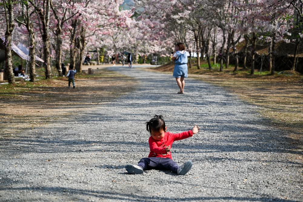 美濃蝶舞澗花旗木盛開 桃紅陣雨樹美炸 翠綠山谷中的世外桃源 抓住春天的尾巴