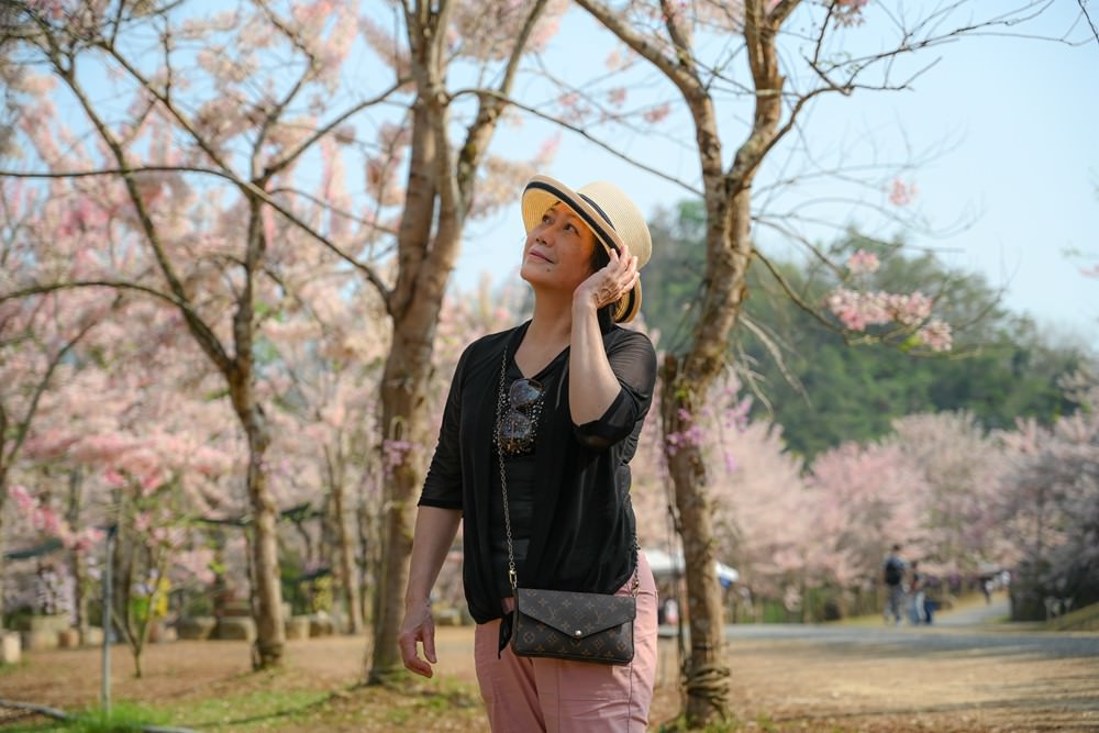 美濃蝶舞澗花旗木盛開 桃紅陣雨樹美炸 翠綠山谷中的世外桃源 抓住春天的尾巴