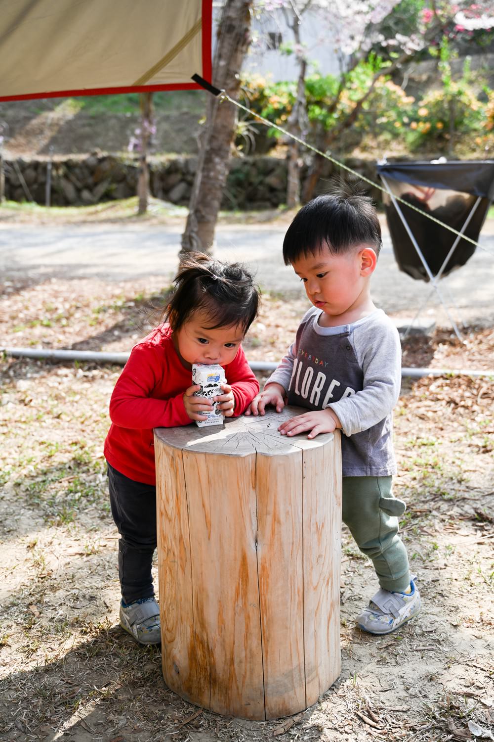 美濃蝶舞澗花旗木盛開 桃紅陣雨樹美炸 翠綠山谷中的世外桃源 抓住春天的尾巴