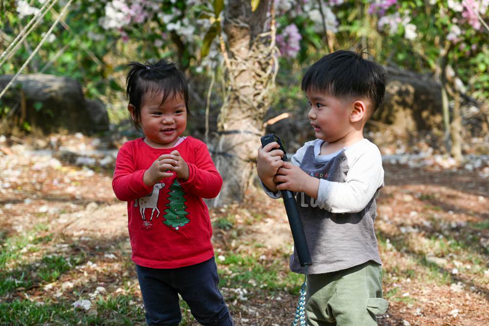 美濃蝶舞澗花旗木盛開 桃紅陣雨樹美炸 翠綠山谷中的世外桃源 抓住春天的尾巴