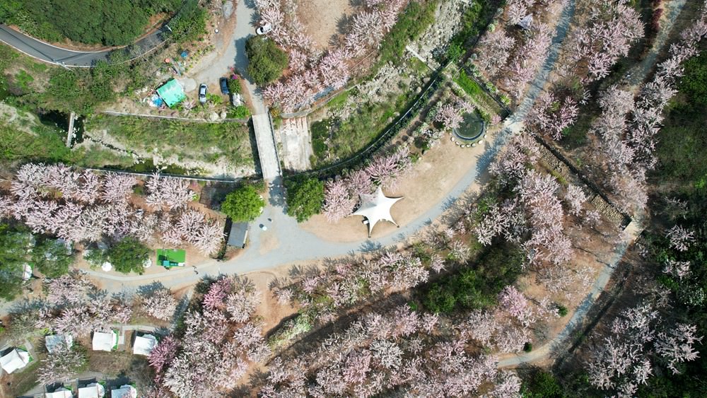 美濃蝶舞澗花旗木盛開 桃紅陣雨樹美炸 翠綠山谷中的世外桃源 抓住春天的尾巴