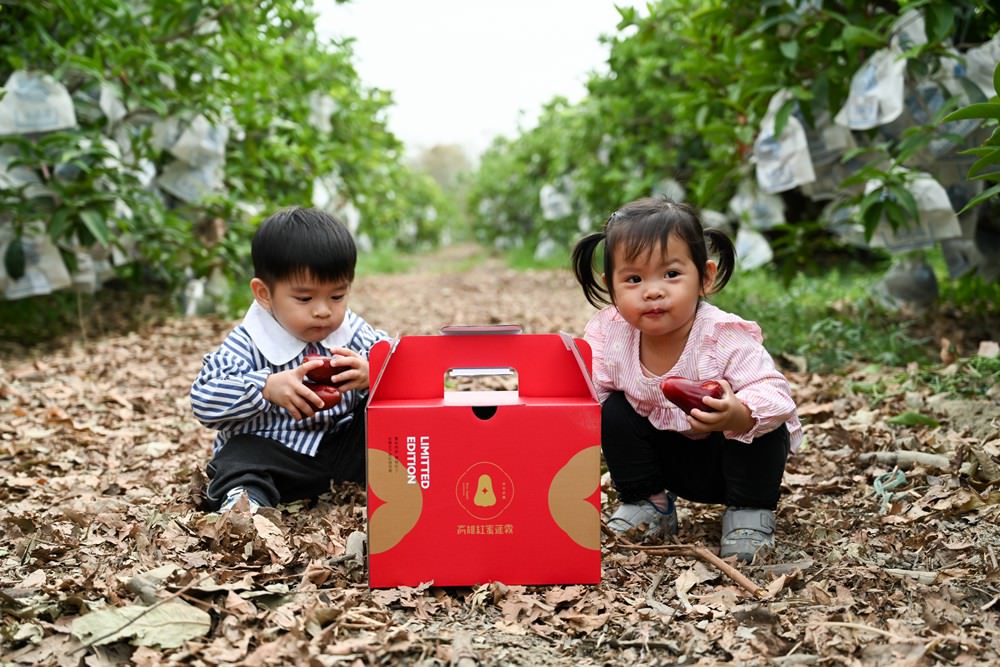 高雄紅蜜蓮霧 甜度16.9爆表 國產外銷等級 今年最後一收 慢來買嘸!