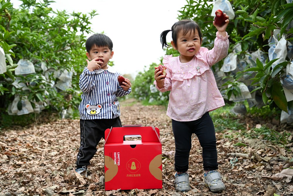 高雄紅蜜蓮霧 甜度16.9爆表 國產外銷等級 今年最後一收 慢來買嘸!