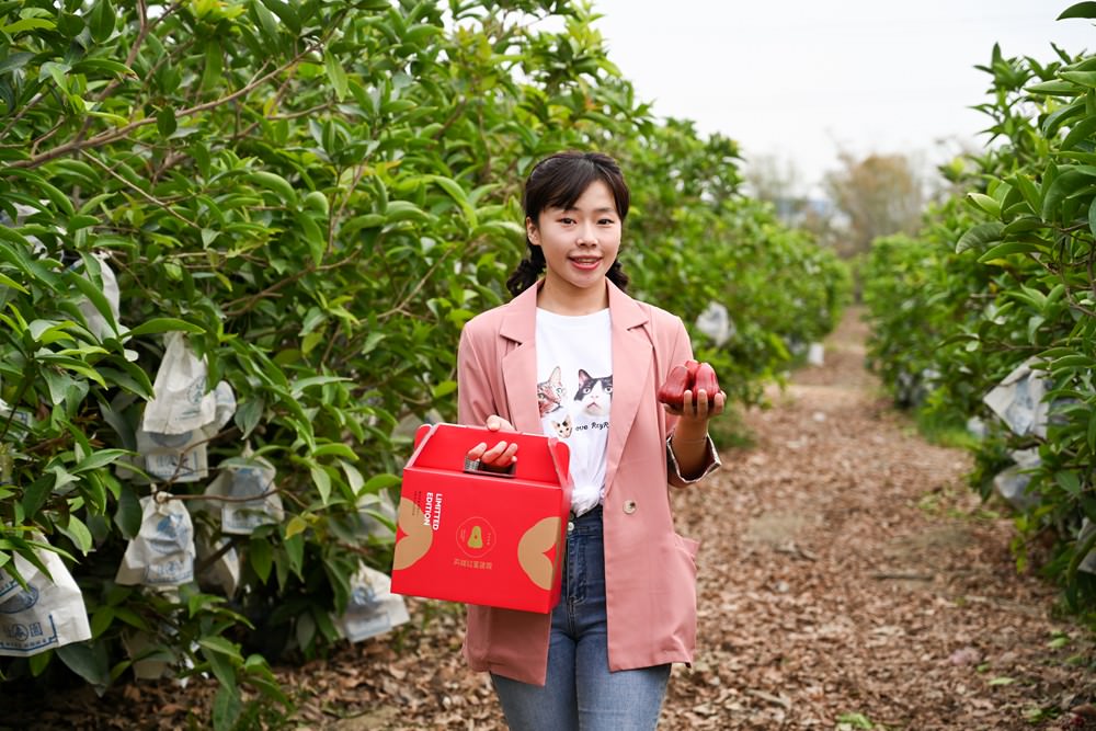 高雄紅蜜蓮霧 甜度16.9爆表 國產外銷等級 今年最後一收 慢來買嘸!