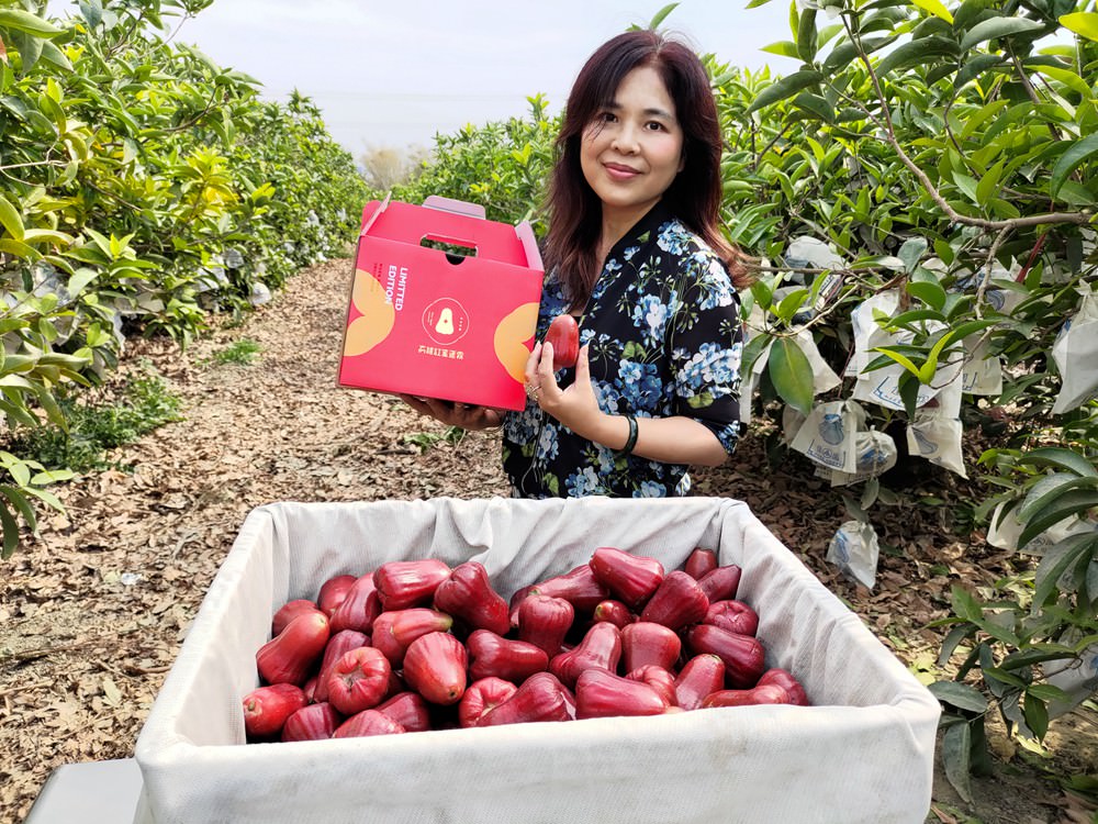 高雄紅蜜蓮霧 甜度16.9爆表 國產外銷等級 今年最後一收 慢來買嘸!