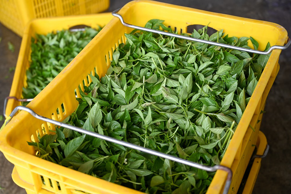 屏東縣民公園 農工循環基地-屏食力特展  屏東優質店家 羅勒美食/私房甜點 屏東旅遊推薦