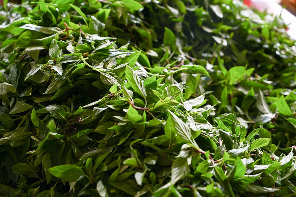 屏東萬丹共學趣｜親子一日旅遊推薦，必吃馬卡龍紅豆餅、萬丹古早味綠蕉美食、臭豆腐配精品咖啡，竹林有機農場羅勒洗顏慕斯DIY、丹醇研選牧場鮮乳!