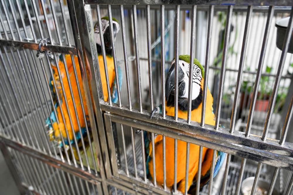 屏東萬丹共學趣｜親子一日旅遊推薦，必吃馬卡龍紅豆餅、萬丹古早味綠蕉美食、臭豆腐配精品咖啡，竹林有機農場羅勒洗顏慕斯DIY、丹醇研選牧場鮮乳!