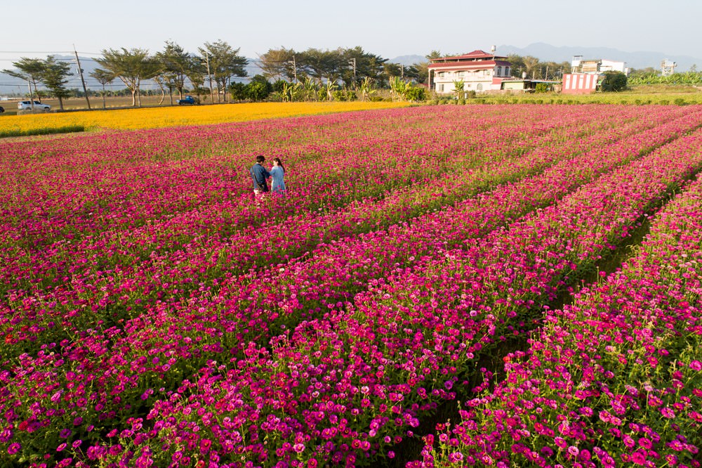 高雄美濃旅遊推薦｜GO兔美濃賞花趣 六大花區 裝置藝術 老街巡禮 幸福花海美拍 春節口袋名單