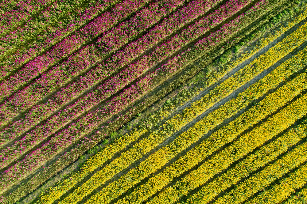 高雄美濃旅遊推薦｜GO兔美濃賞花趣 六大花區 裝置藝術 老街巡禮 幸福花海美拍 春節口袋名單