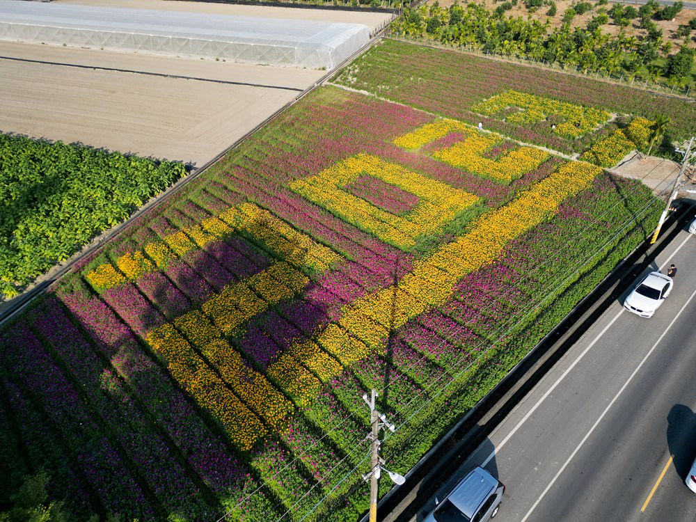 高雄美濃旅遊推薦｜GO兔美濃賞花趣 六大花區 裝置藝術 老街巡禮 幸福花海美拍 春節口袋名單