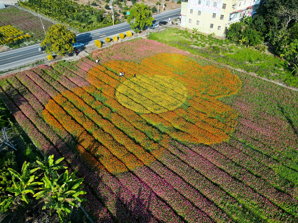 高雄美濃旅遊推薦｜GO兔美濃賞花趣 六大花區 裝置藝術 老街巡禮 幸福花海美拍 春節口袋名單
