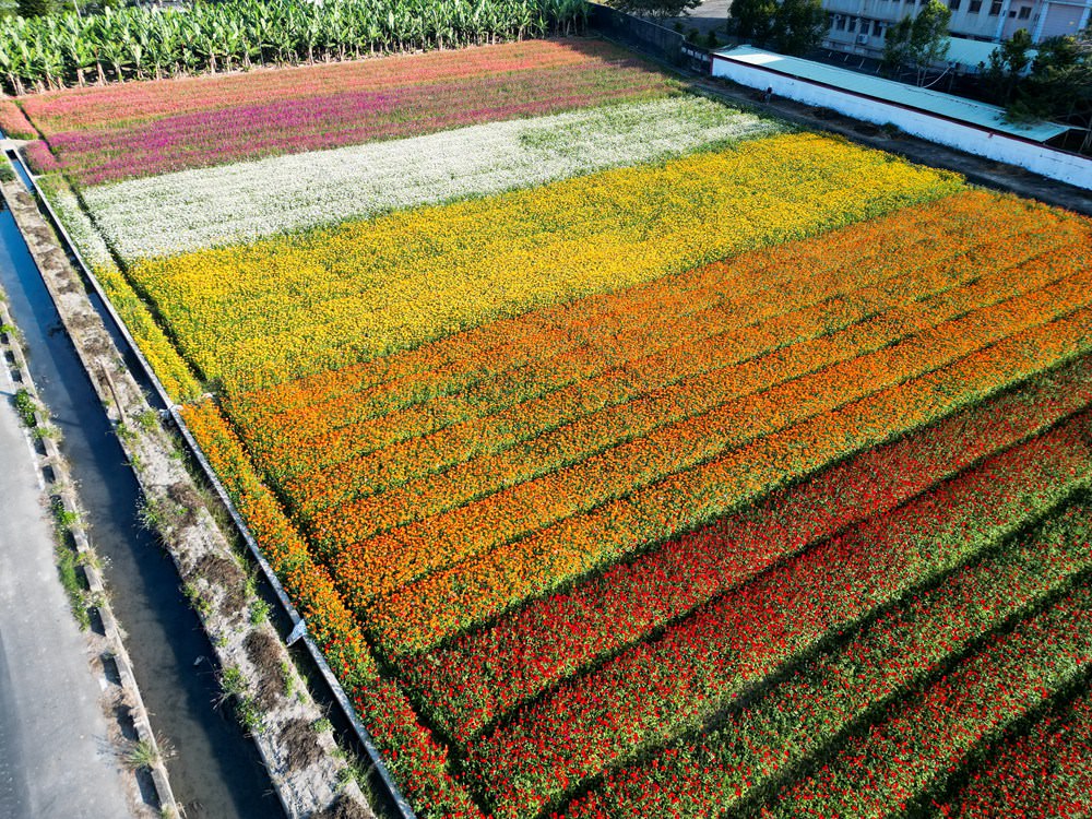 高雄美濃旅遊推薦｜GO兔美濃賞花趣 六大花區 裝置藝術 老街巡禮 幸福花海美拍 春節口袋名單
