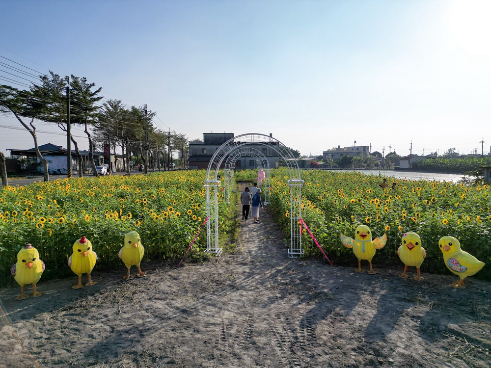 高雄美濃旅遊推薦｜GO兔美濃賞花趣 六大花區 裝置藝術 老街巡禮 幸福花海美拍 春節口袋名單