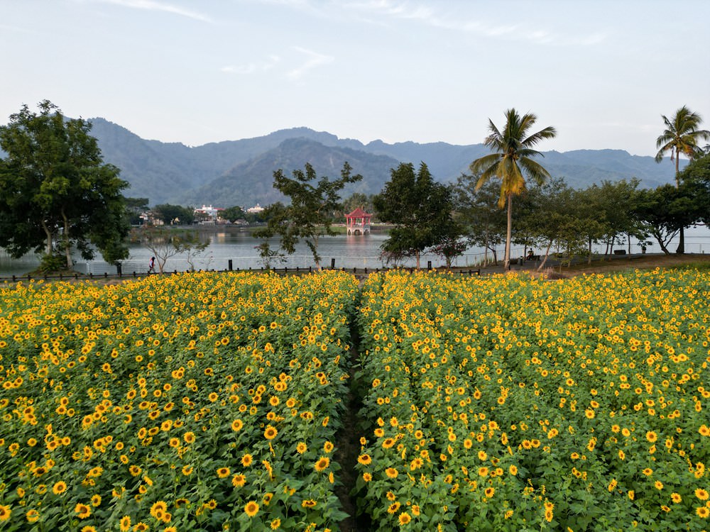 高雄美濃旅遊推薦｜GO兔美濃賞花趣 六大花區 裝置藝術 老街巡禮 幸福花海美拍 春節口袋名單