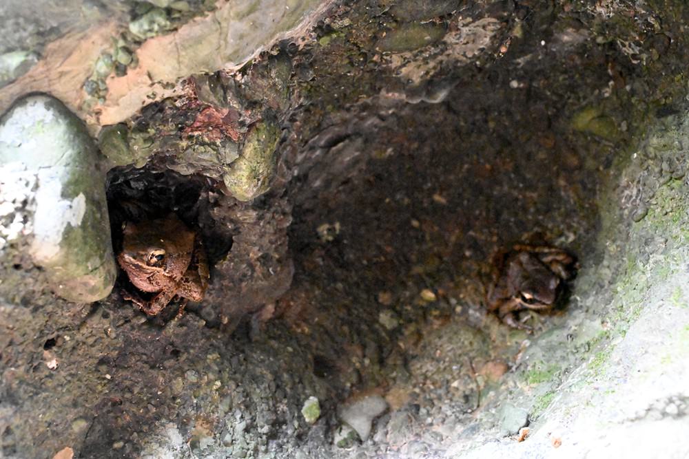 屏東滿州七孔瀑布 永靖村裡的秘境 老朋友的一日旅行 - 第7張圖 屏東滿州七孔瀑布 永靖村裡的秘境 老朋友的一日旅行