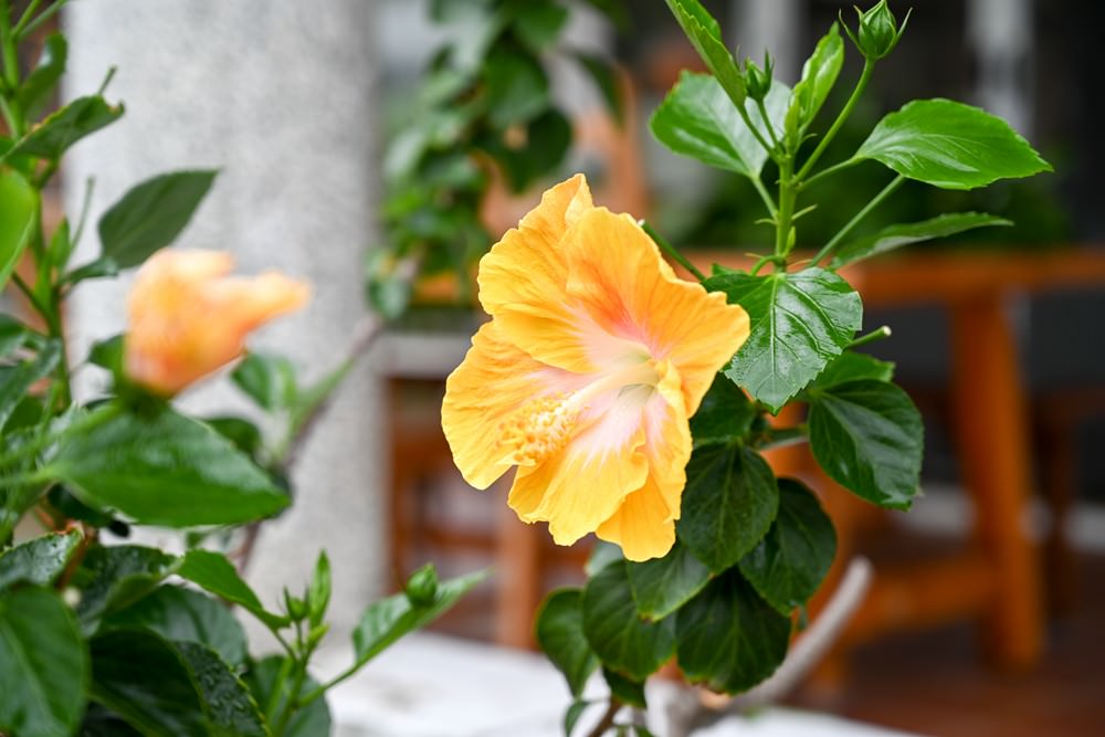 滿州民宿推薦|晨之丘度假小屋 恆春半島之美 偶像劇般的場景 獨棟包棟2-6人 自助生活 Kenting National Park 瀑布/咖啡/秘境 - 第46張圖 滿州民宿推薦|晨之丘度假小屋 恆春半島之美 偶像劇般的場景 獨棟包棟2-6人 自助生活 Kenting National Park 瀑布/咖啡/秘境