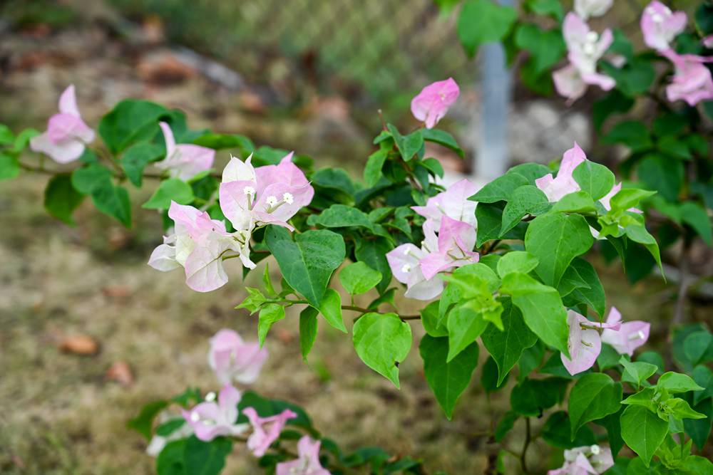 滿州民宿推薦|晨之丘度假小屋 恆春半島之美 偶像劇般的場景 獨棟包棟2-6人 自助生活 Kenting National Park 瀑布/咖啡/秘境 - 第47張圖 滿州民宿推薦|晨之丘度假小屋 恆春半島之美 偶像劇般的場景 獨棟包棟2-6人 自助生活 Kenting National Park 瀑布/咖啡/秘境