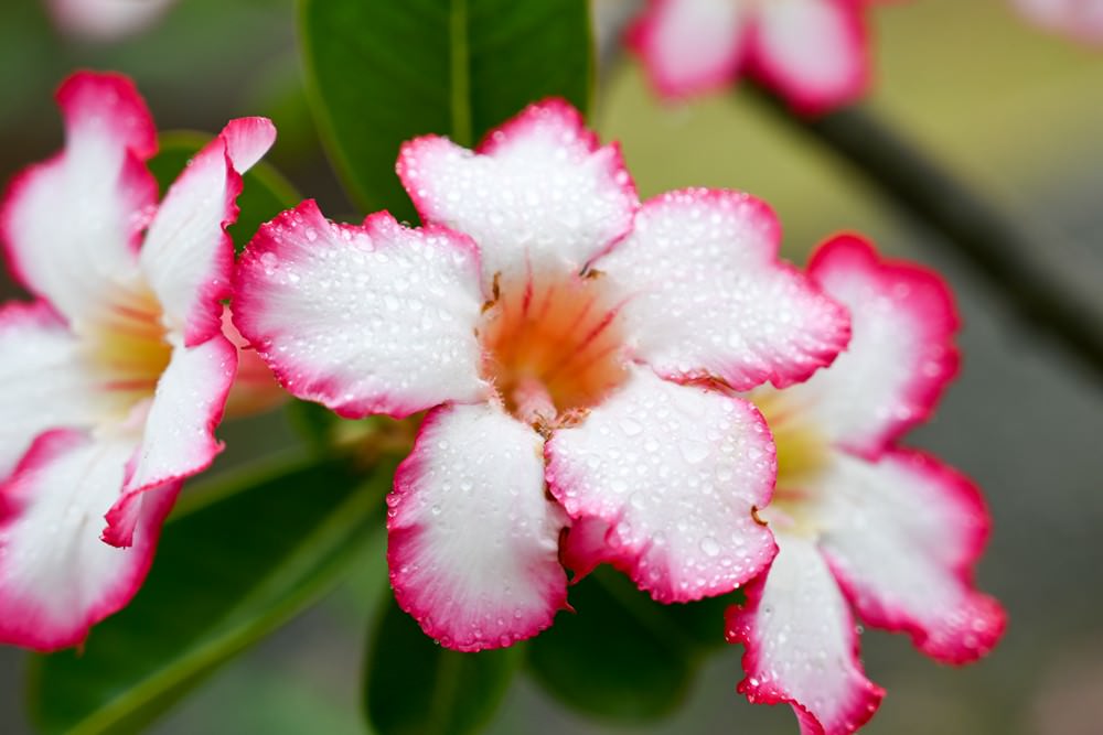 滿州民宿推薦|晨之丘度假小屋 恆春半島之美 偶像劇般的場景 獨棟包棟2-6人 自助生活 Kenting National Park 瀑布/咖啡/秘境 - 第48張圖 滿州民宿推薦|晨之丘度假小屋 恆春半島之美 偶像劇般的場景 獨棟包棟2-6人 自助生活 Kenting National Park 瀑布/咖啡/秘境