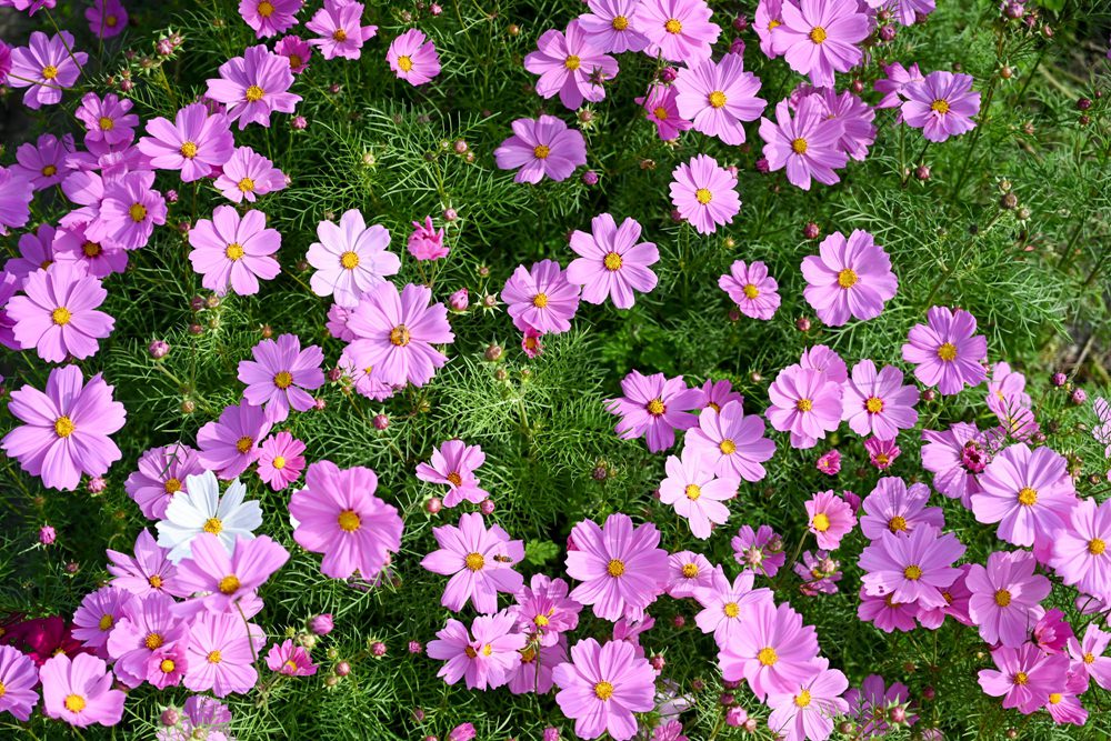 高雄美濃旅遊推薦｜GO兔美濃賞花趣 六大花區 裝置藝術 老街巡禮 幸福花海美拍 春節口袋名單