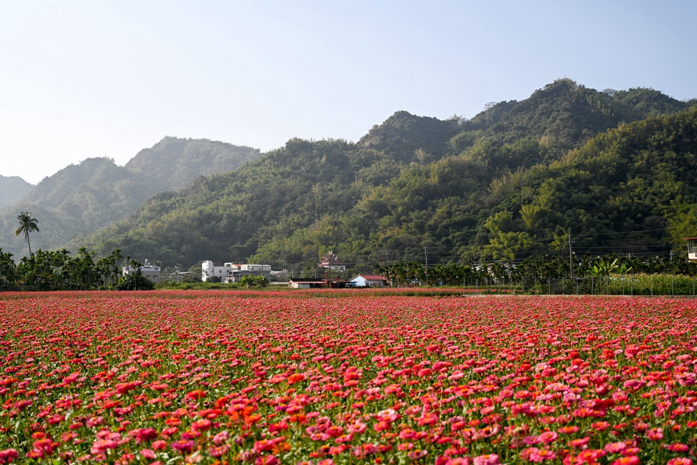 高雄美濃旅遊推薦｜GO兔美濃賞花趣 六大花區 裝置藝術 老街巡禮 幸福花海美拍 春節口袋名單
