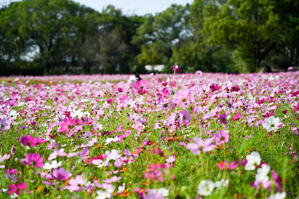 屏東親子旅遊景點｜六堆客家文化園區 客家米食DIY &手洗愛玉，六堆好味緒報名中! 單車漫遊、賞螢露營、遊憩沙坑、小星球兒童館、展覽與文化體驗，讓我們一同走訪六堆好所在!