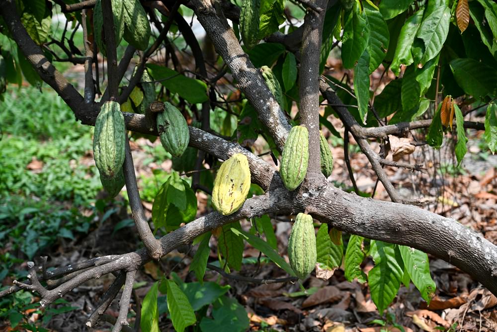 屏菸原民館「185深呼吸」特展，來趟沿山公路小旅行，3/30「185深呼吸市集」邀起大家一起來!