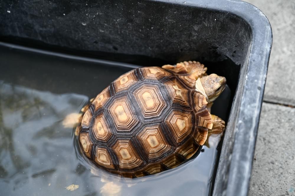 屏菸原民館「185深呼吸」特展，來趟沿山公路小旅行，3/30「185深呼吸市集」邀起大家一起來!