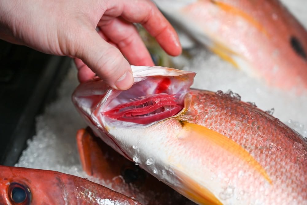 高雄楠梓美食|鯨炭吉串燒居酒屋,生日派對餐廳 浮誇日式料理,令人驚豔的手釣海魚兩吃! 嚴選串燒搭配生啤太過癮 ,上百種日本料理上上選! - 第16張圖 高雄楠梓美食|鯨炭吉串燒居酒屋,生日派對餐廳 浮誇日式料理,令人驚豔的手釣海魚兩吃! 嚴選串燒搭配生啤太過癮 ,上百種日本料理上上選!