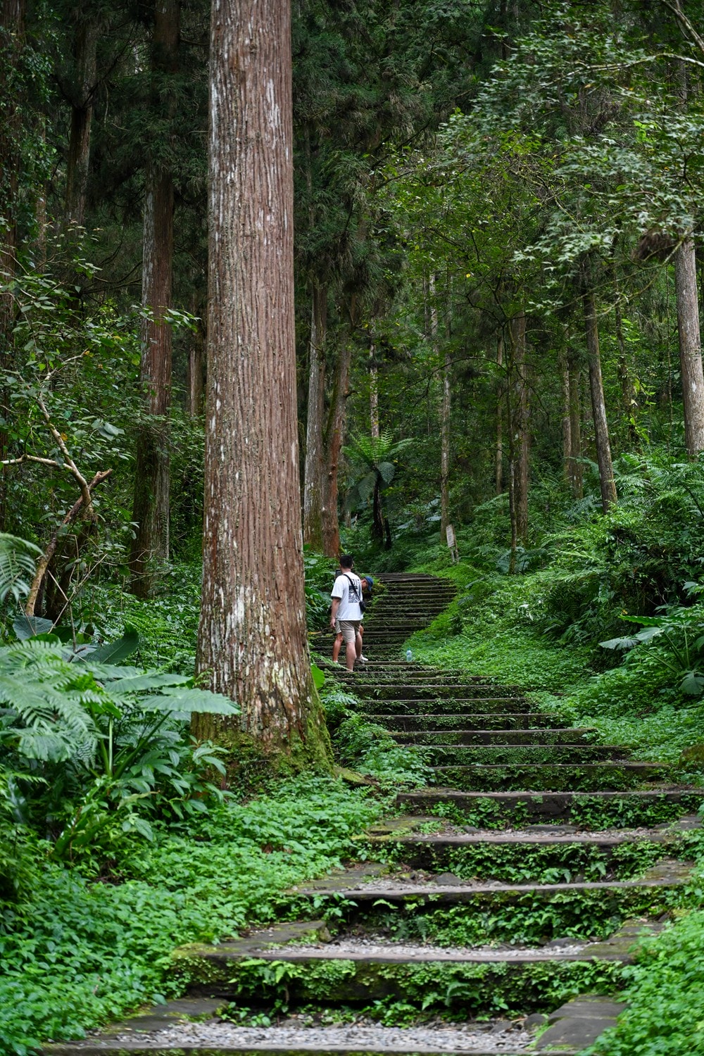 思旅 Think Travel | 溪頭懶人露營 森林健行 主廚私房料理,鹿谷小半天竹林茶席 茶餅DIY 特色竹筒飯,一趟與大自然連結的團體旅行! - 第22張圖 思旅 Think Travel | 溪頭懶人露營 森林健行 主廚私房料理,鹿谷小半天竹林茶席 茶餅DIY 特色竹筒飯,一趟與大自然連結的團體旅行!