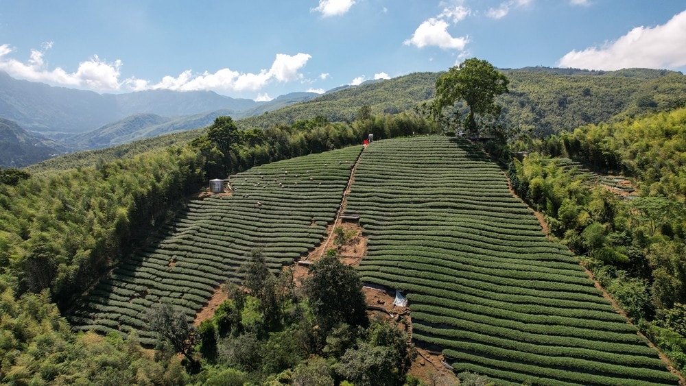 思旅 Think Travel | 溪頭懶人露營 森林健行 主廚私房料理,鹿谷小半天竹林茶席 茶餅DIY 特色竹筒飯,一趟與大自然連結的團體旅行! - 第71張圖 思旅 Think Travel | 溪頭懶人露營 森林健行 主廚私房料理,鹿谷小半天竹林茶席 茶餅DIY 特色竹筒飯,一趟與大自然連結的團體旅行!