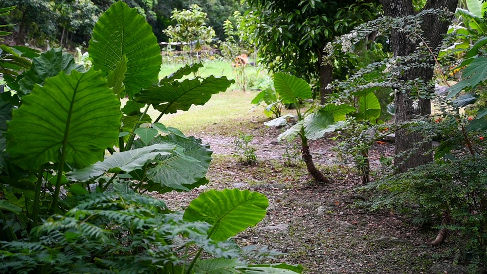 原野香憩，舌尖上的臺東風土食旅，療癒香氛、星空餐桌、龍田走讀、手做料理、五感品茶體驗，南島療癒旅行!