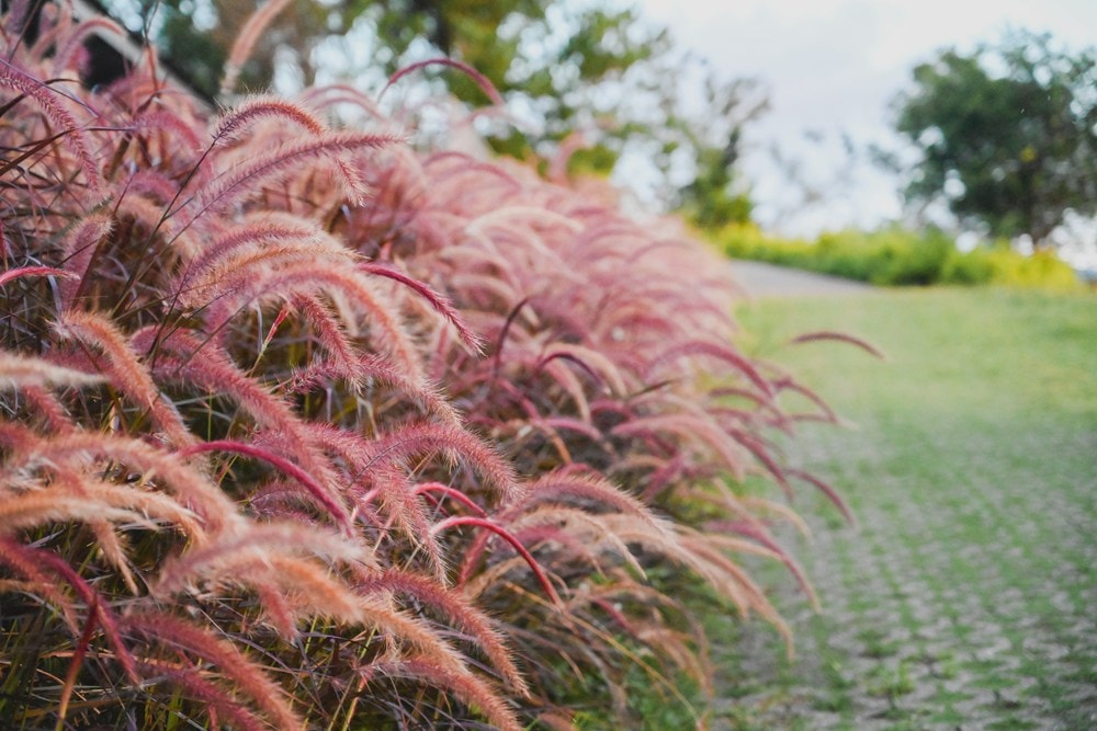 原野香憩，舌尖上的臺東風土食旅，療癒香氛、星空餐桌、龍田走讀、手做料理、五感品茶體驗，南島療癒旅行!
