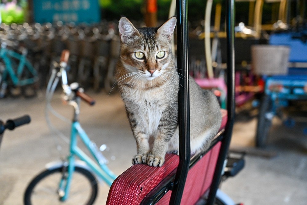 原野香憩，舌尖上的臺東風土食旅，療癒香氛、星空餐桌、龍田走讀、手做料理、五感品茶體驗，南島療癒旅行!