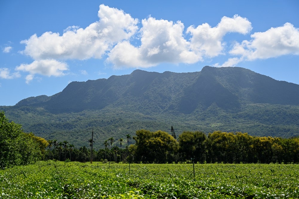 原野香憩，舌尖上的臺東風土食旅，療癒香氛、星空餐桌、龍田走讀、手做料理、五感品茶體驗，南島療癒旅行!
