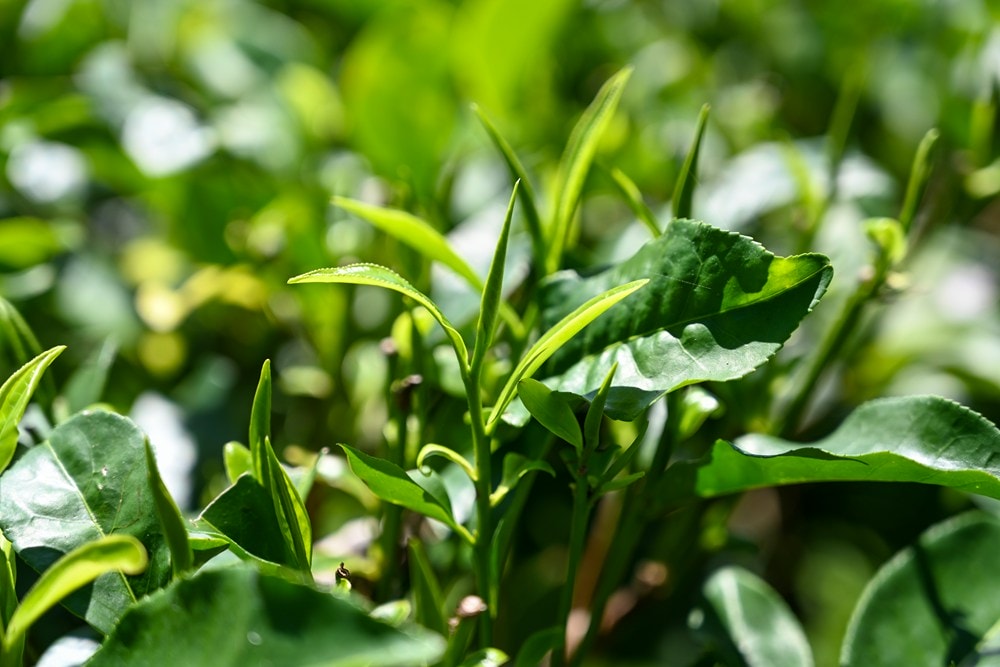 原野香憩，舌尖上的臺東風土食旅，療癒香氛、星空餐桌、龍田走讀、手做料理、五感品茶體驗，南島療癒旅行!