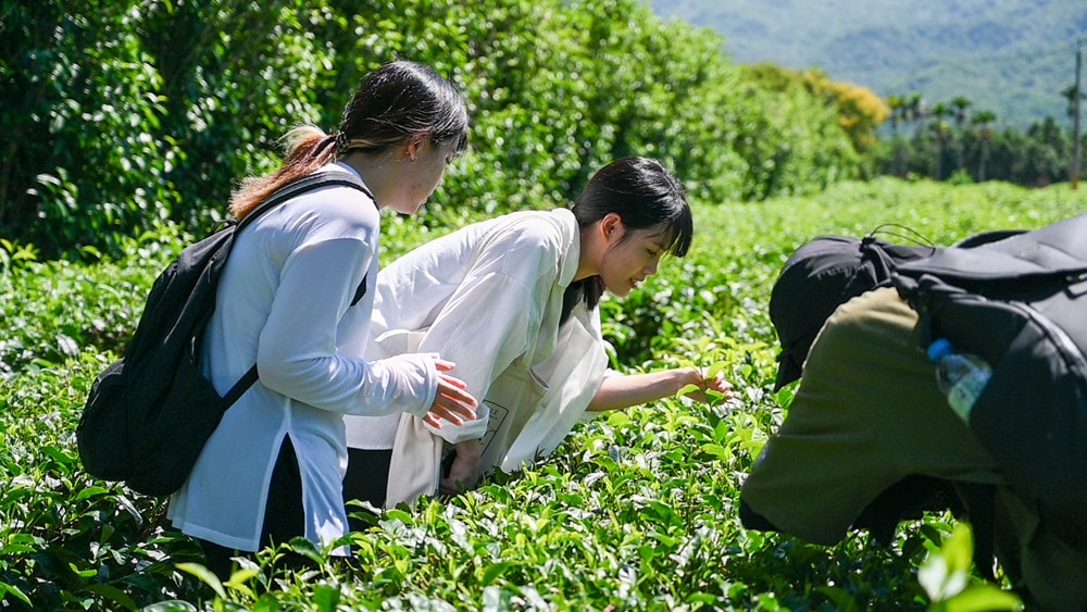 原野香憩，舌尖上的臺東風土食旅，療癒香氛、星空餐桌、龍田走讀、手做料理、五感品茶體驗，南島療癒旅行!