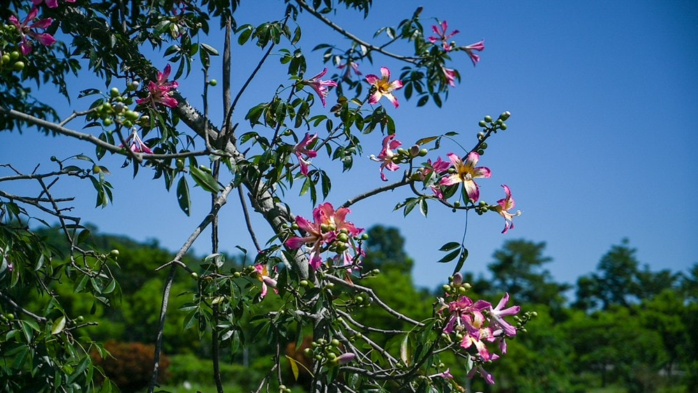 原野香憩，舌尖上的臺東風土食旅，療癒香氛、星空餐桌、龍田走讀、手做料理、五感品茶體驗，南島療癒旅行!