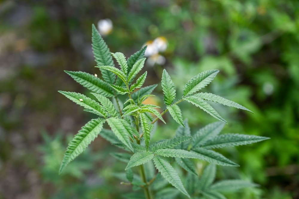 原野香憩，舌尖上的臺東風土食旅，療癒香氛、星空餐桌、龍田走讀、手做料理、五感品茶體驗，南島療癒旅行!