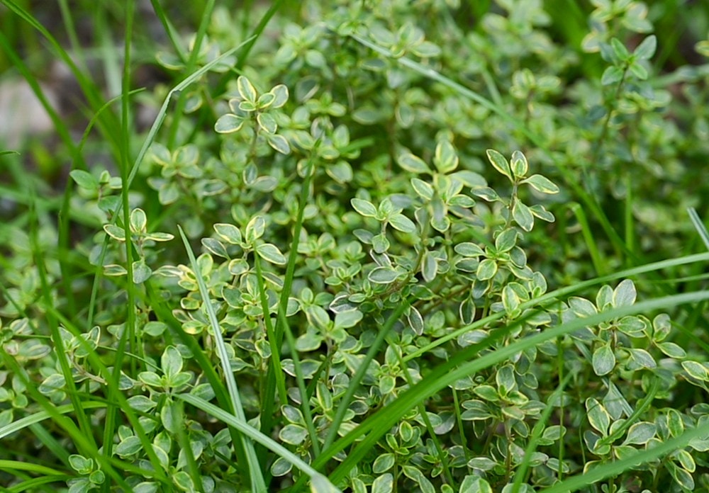 原野香憩，舌尖上的臺東風土食旅，療癒香氛、星空餐桌、龍田走讀、手做料理、五感品茶體驗，南島療癒旅行!